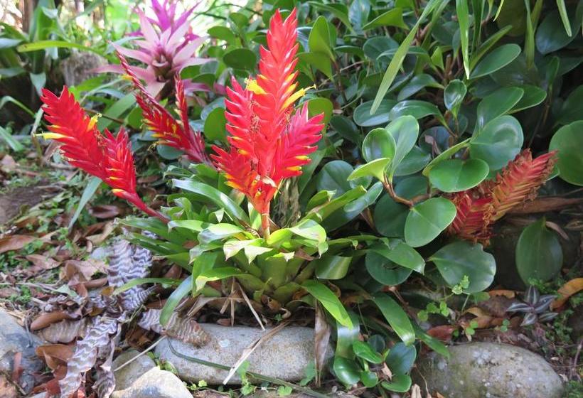 Hacienda Bed And Breakfast | Boquete | Chiriquí | Panamá 8