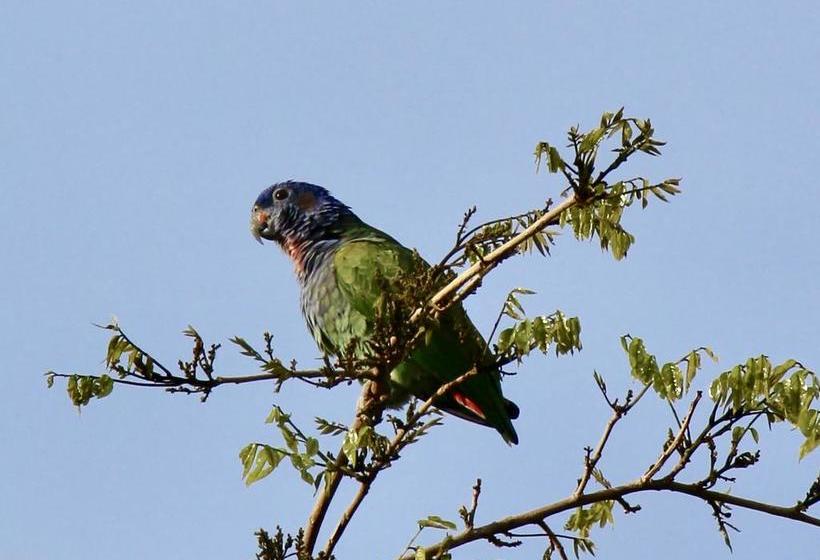 Bed and Breakfast Eden Jungle Lodge | Bocas del Toro | Bocas del Toro | Panamá 10