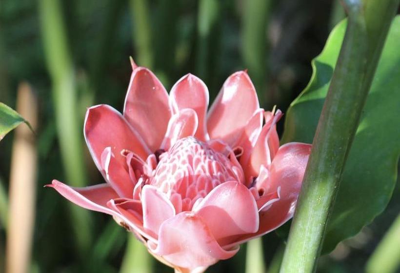 Bed and Breakfast Eden Jungle Lodge | Bocas del Toro | Bocas del Toro | Panamá 14