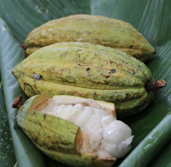 Bed and Breakfast Eden Jungle Lodge | Bocas del Toro | Bocas del Toro | Panamá 17