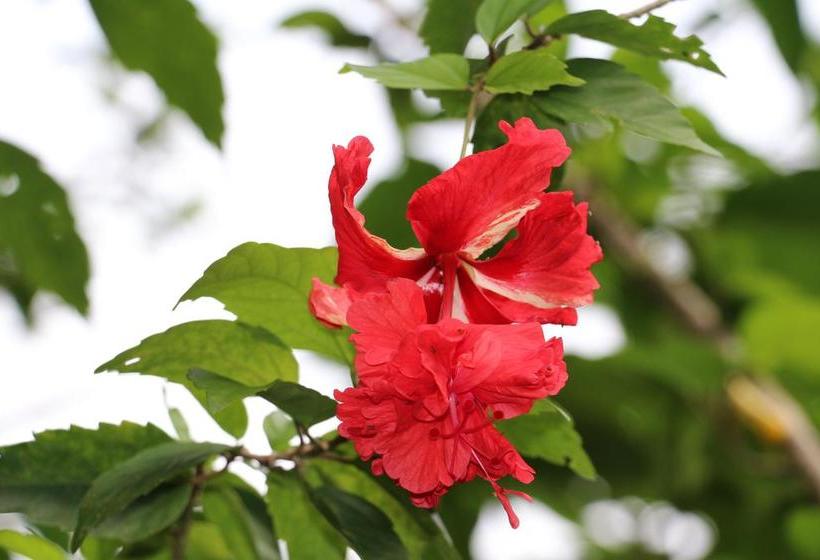 Bed and Breakfast Eden Jungle Lodge | Bocas del Toro | Bocas del Toro | Panamá 18
