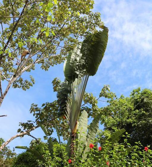 Bed and Breakfast Eden Jungle Lodge | Bocas del Toro | Bocas del Toro | Panamá 6