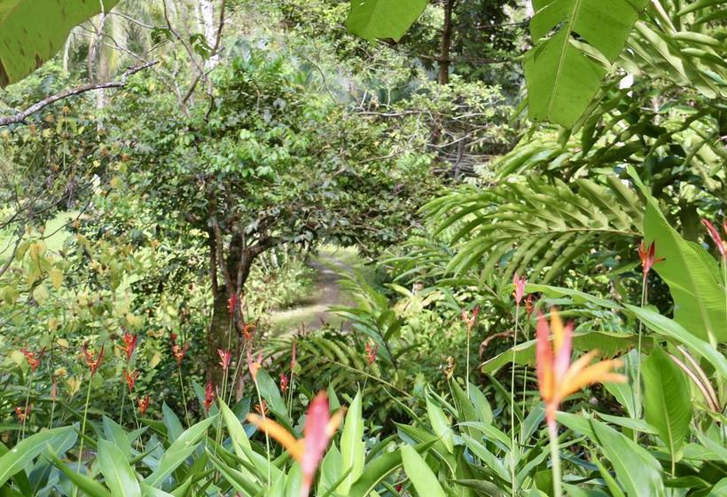 Bed and Breakfast Eden Jungle Lodge | Bocas del Toro | Bocas del Toro | Panamá 8