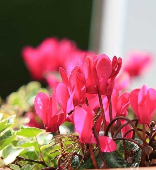 Parkhouse B&b | Bunratty | Clare | Ireland 4