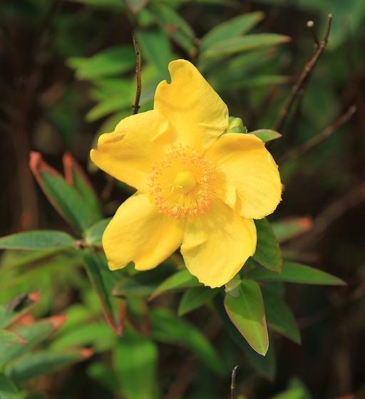 Parkhouse B&b | Bunratty | Clare | Ireland 6