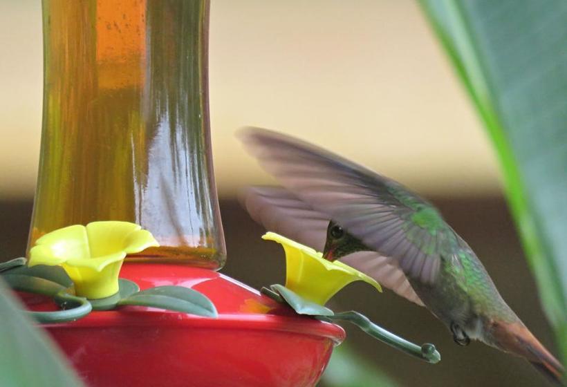 Casa Abundancyah B&b | Bocas del Toro | Bocas del Toro | Panamá 10