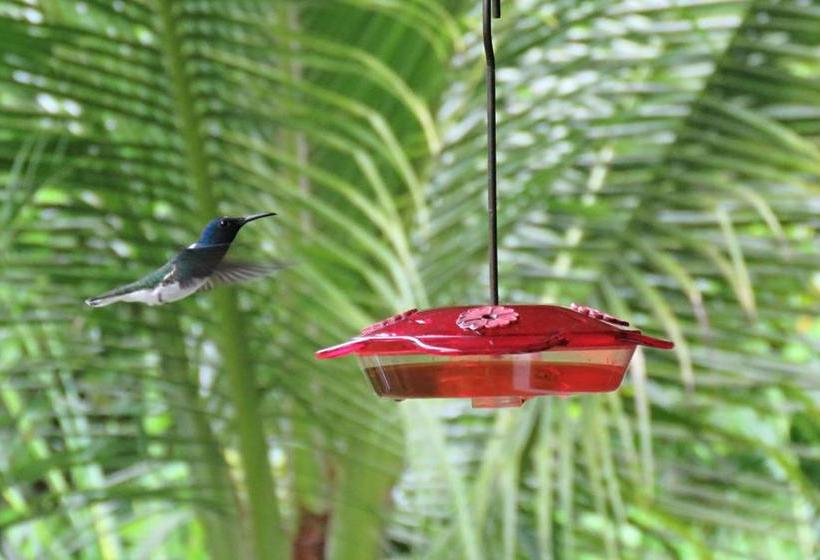 Casa Abundancyah B&b | Bocas del Toro | Bocas del Toro | Panamá 11