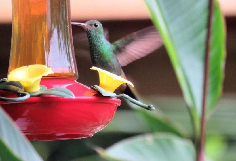 Casa Abundancyah B&b | Bocas del Toro | Bocas del Toro | Panamá 12