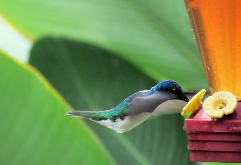 Casa Abundancyah B&b | Bocas del Toro | Bocas del Toro | Panamá 13