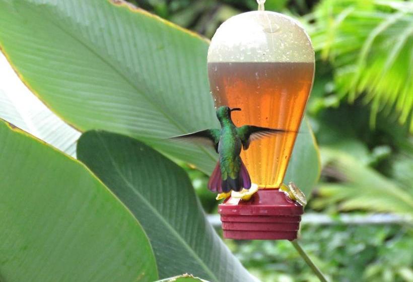 Casa Abundancyah B&b | Bocas del Toro | Bocas del Toro | Panamá 14