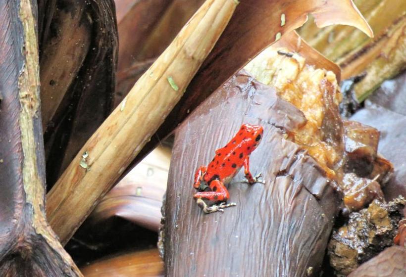 Casa Abundancyah B&b | Bocas del Toro | Bocas del Toro | Panamá 8