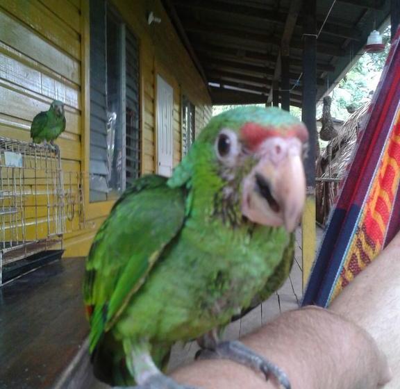 Bed and Breakfast El Mango Guesthouse | Bocas del Toro | Bocas del Toro | Panamá 16