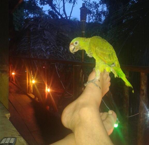 Bed and Breakfast El Mango Guesthouse | Bocas del Toro | Bocas del Toro | Panamá 18