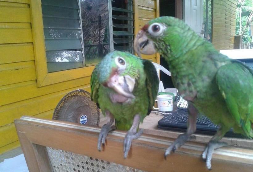 Bed and Breakfast El Mango Guesthouse | Bocas del Toro | Bocas del Toro | Panamá 8