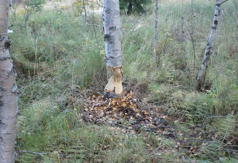 Hotel Vindelngallerian | Vindeln | Vasterbottens Lan | Sweden 20