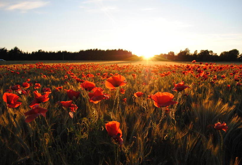 Hotel Visby Logi & Vandrarhem St Hansgatan | Visby | Gotlands Lan | Sweden 14