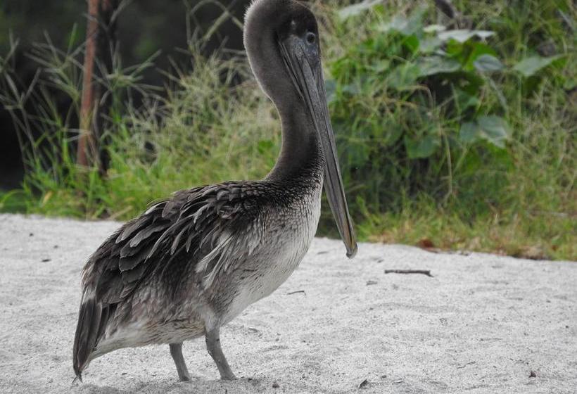 Taca Tucan Hostel | Playa Blanca | Coclé | Panamá 10
