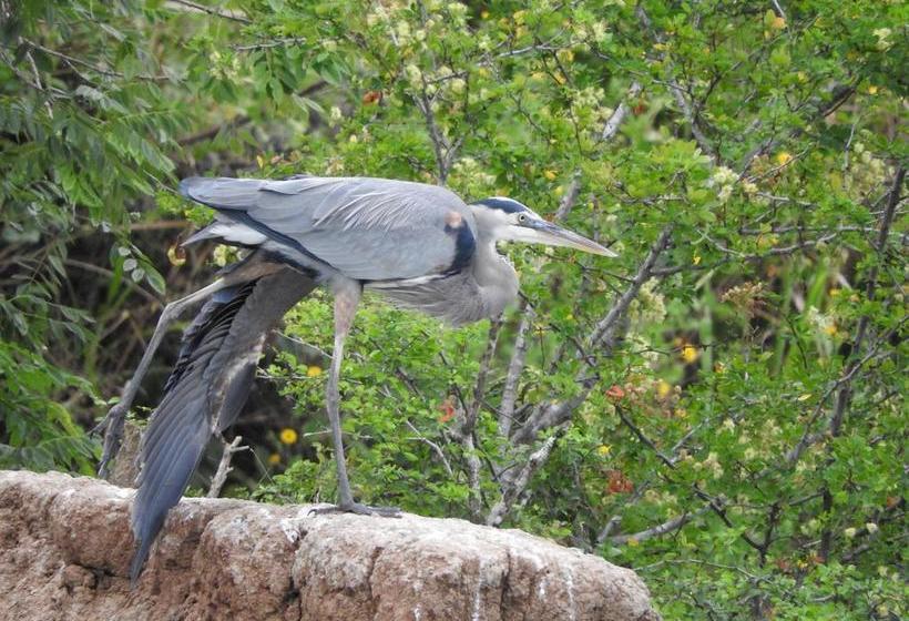 Taca Tucan Hostel | Playa Blanca | Coclé | Panamá 9