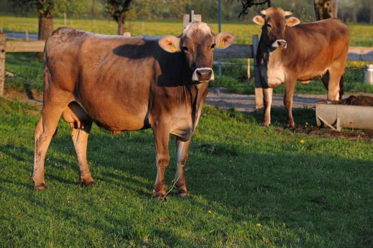 Berghotel Jägerhof 1