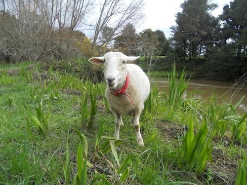 Hotel Bay of Islands Country Lodge 16