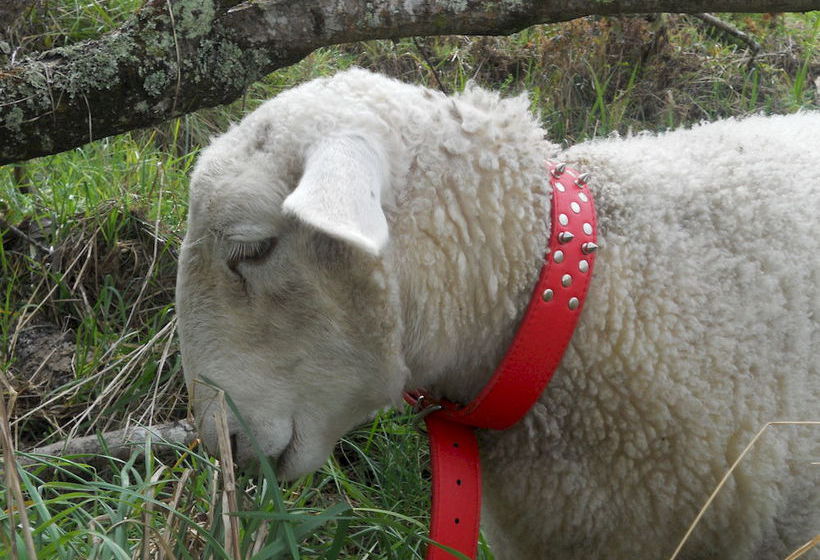 Hotel Bay of Islands Country Lodge 5