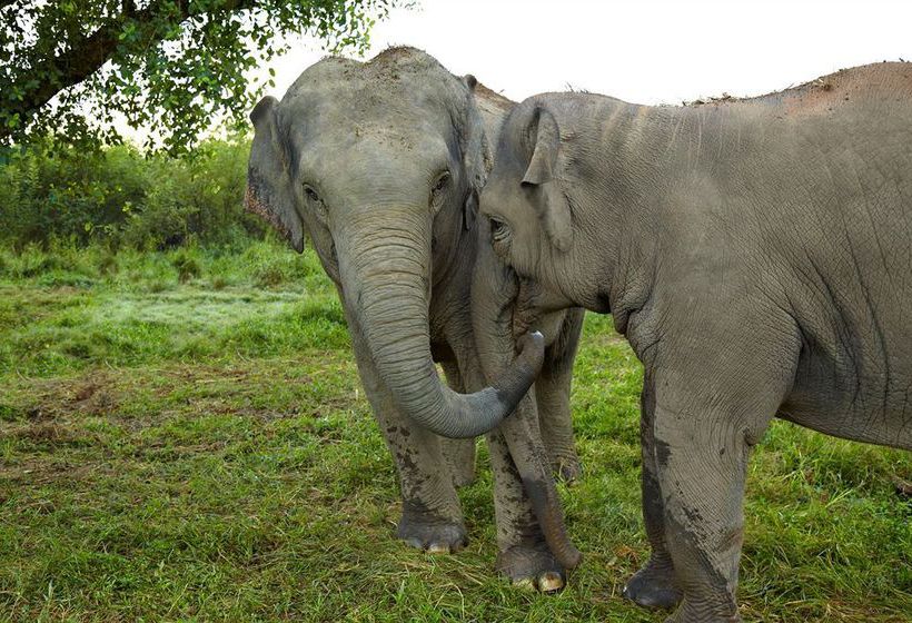 Hotel Anantara Golden Triangle Resort & Spa 11