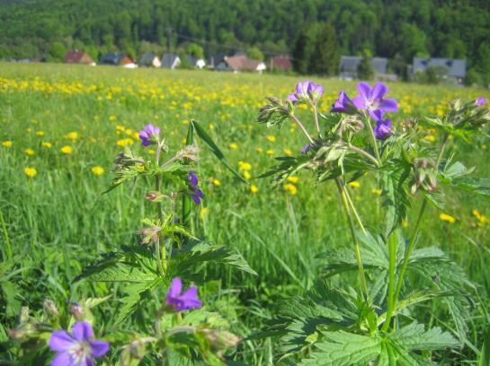 Flair- & Berghotel Talblick 2