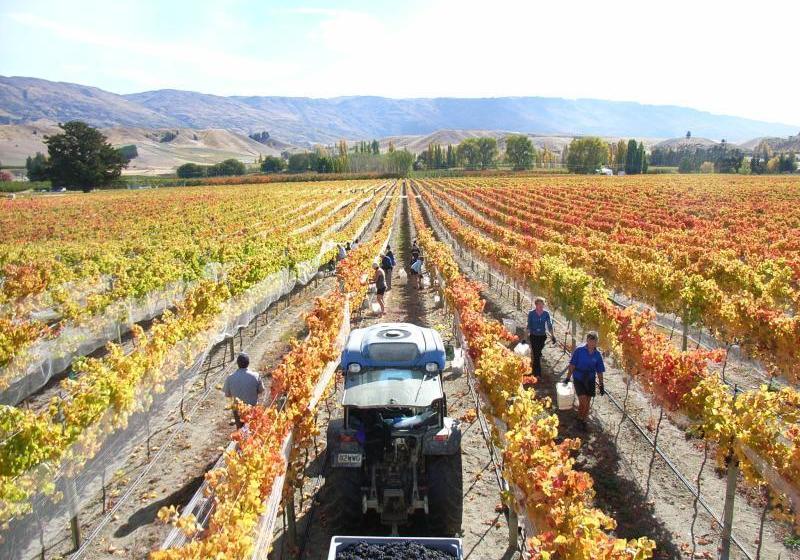 Best Western Lake Dunstan Motel 5