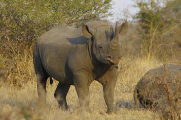 Hotel Matumi Game Lodge 1