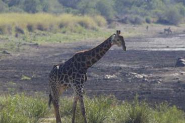 Hotel Matumi Game Lodge 2