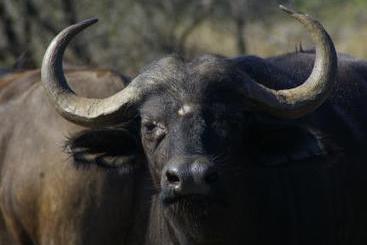 Hotel Matumi Game Lodge 3