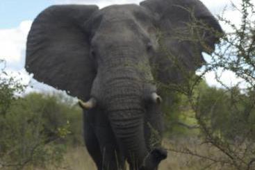 Hotel Matumi Game Lodge 4