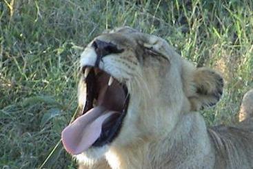 Hotel Matumi Game Lodge 5