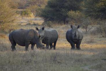 Hotel Matumi Game Lodge 6