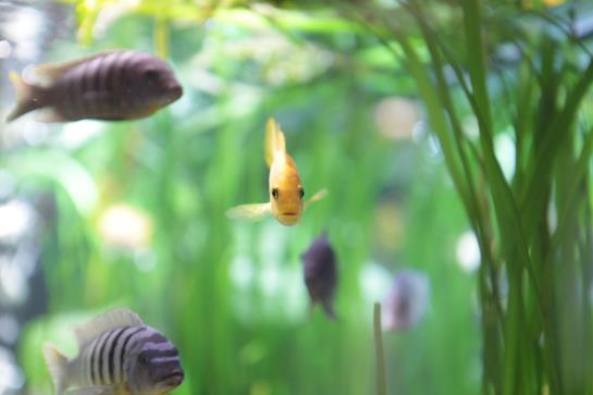 Rema Stadthotel Kassel Kassel Hessen