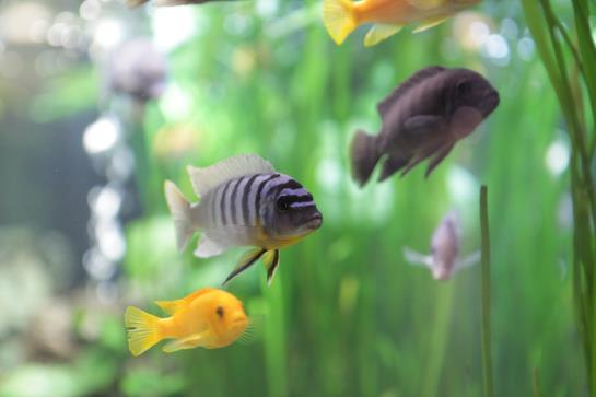 Rema Stadthotel Kassel 1