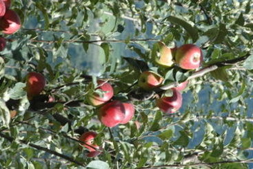 Hotel Club Mahindra White Meadows Manali 3