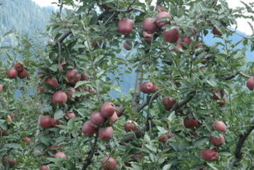 Hotel Club Mahindra White Meadows Manali 4