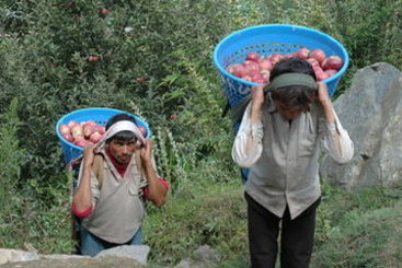 Hotel Club Mahindra White Meadows Manali 5