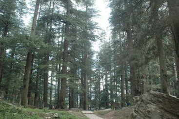 Hotel Club Mahindra White Meadows Manali 7