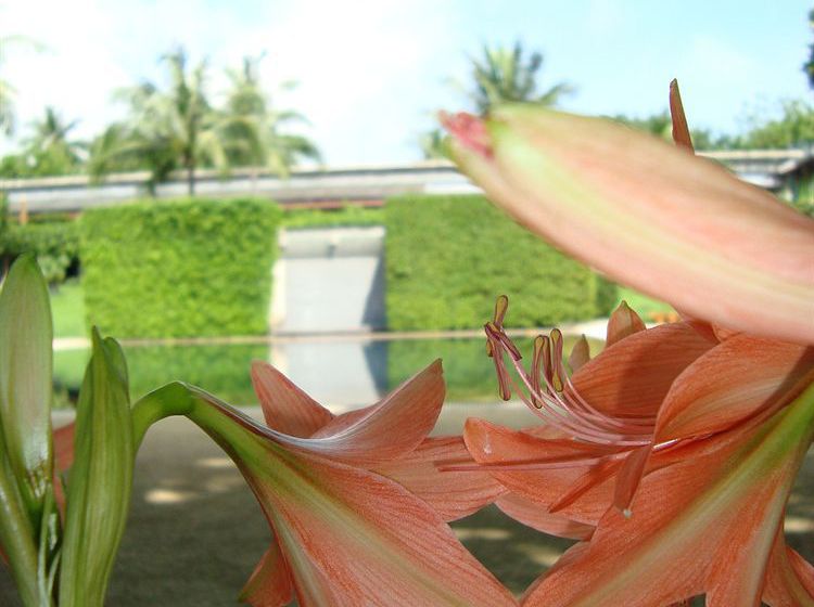 Hotel SALA Samui Chaweng Beach Resort 5