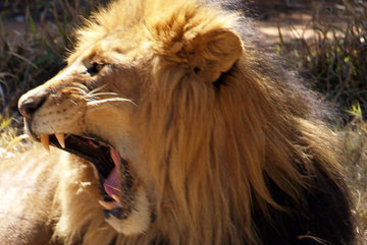 Hotel Airport Sun Intercontinental 20