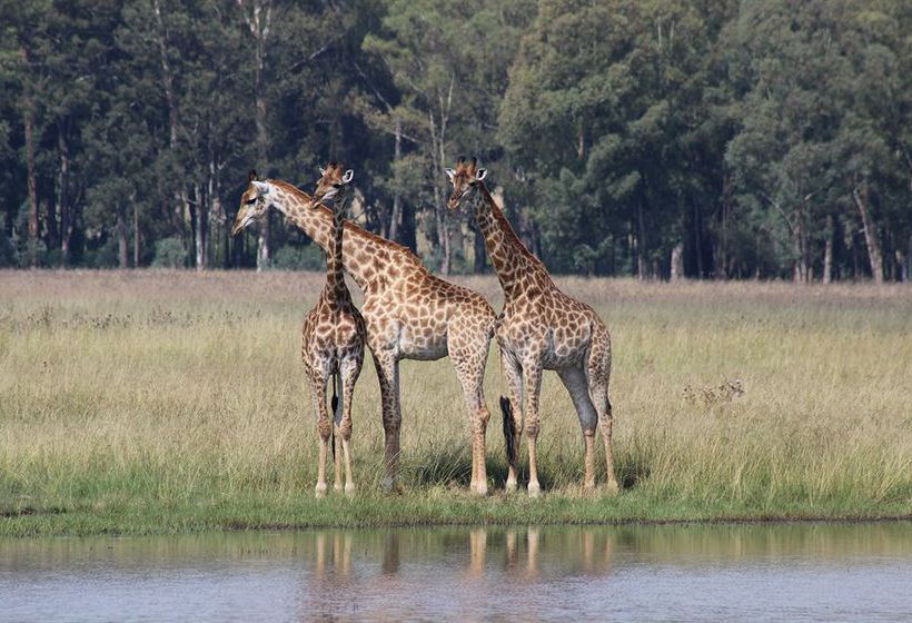 Hotel Emerald Safari Resort & Casino 13