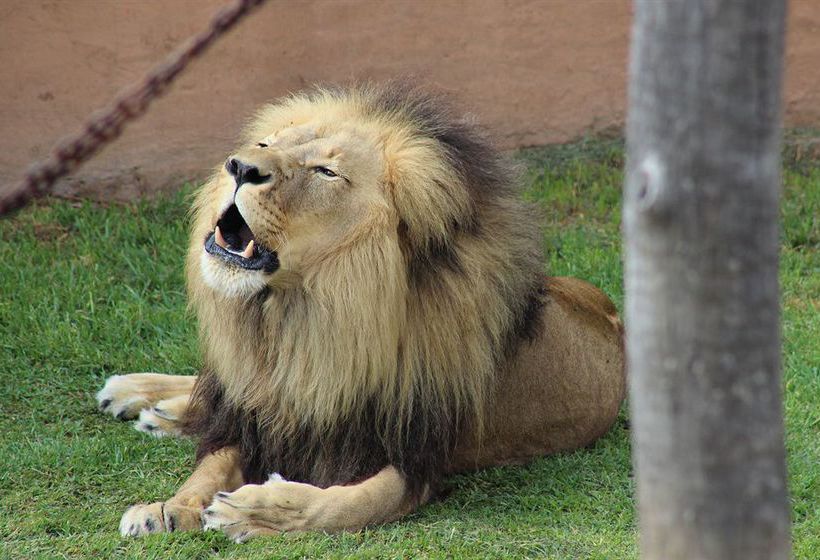 Hotel Emerald Safari Resort & Casino 15