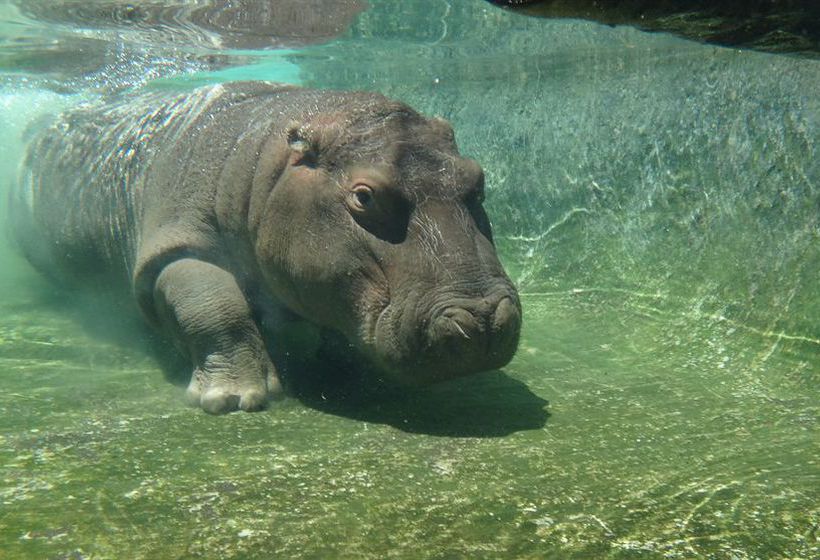 Hotel Emerald Safari Resort & Casino 8