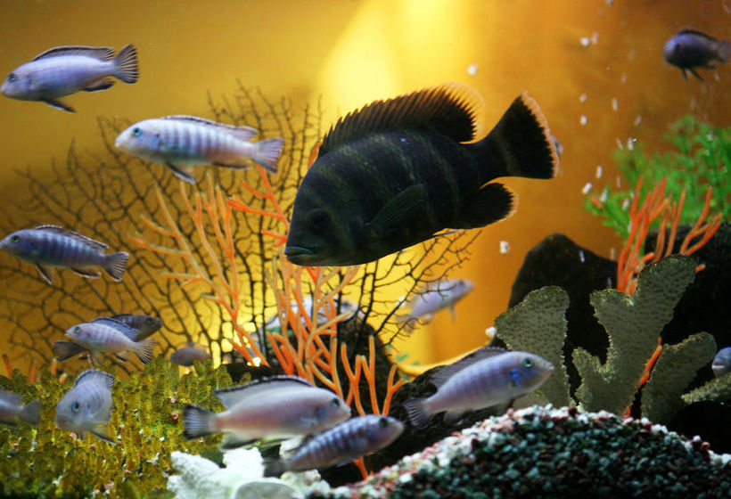 Best Eastern Hotel Gavan 7