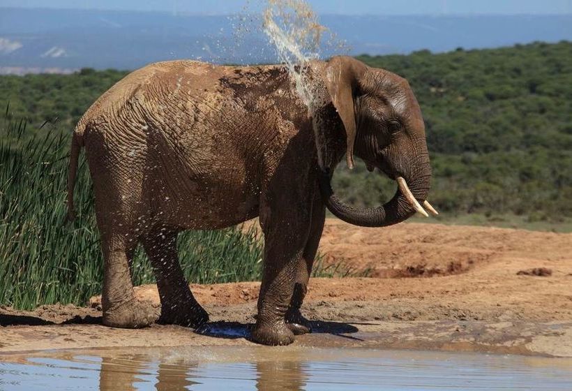 Hotel Zuurberg Mountain Inn 19