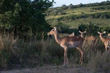Hotel Mpongo Private Game Reserve 2