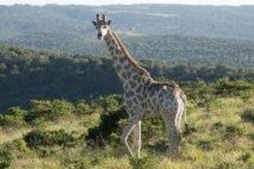 Hotel Mpongo Private Game Reserve 4