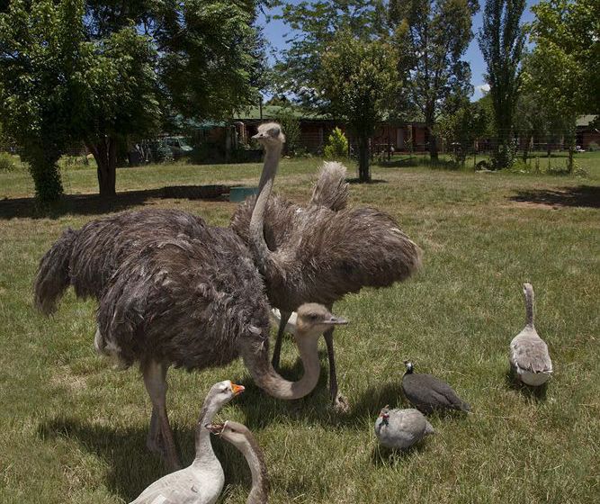 Hotel Airport Game Lodge Kempton Park 2